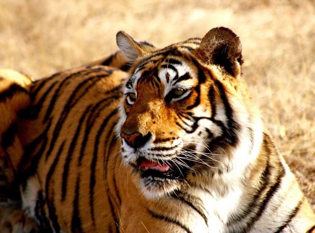 kanha national park