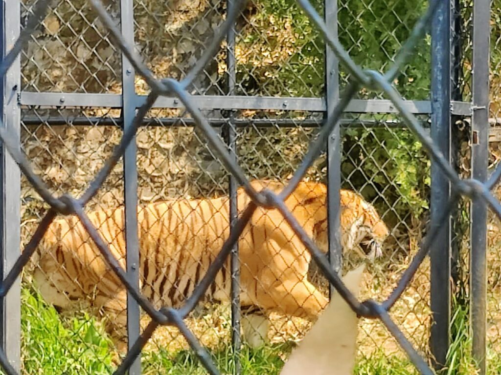 Tiger at Nainital Zoo