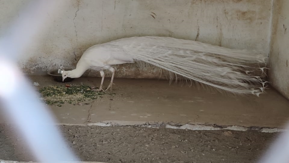 white peacock at nainital zoo