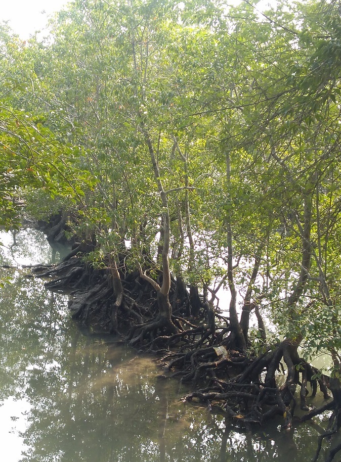 Sunderban Mangroves